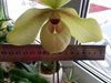 Paphiopedilum hangianum x malipoense 